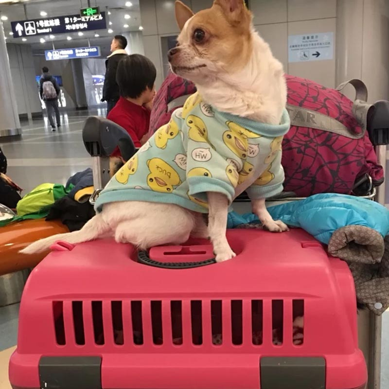 什么是寵物隨機(jī)托運(yùn)？